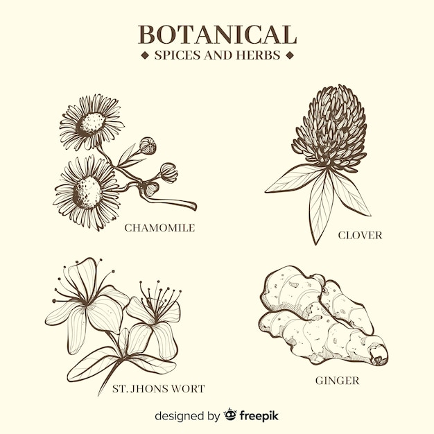 Realistic hand drawn botanical spices and herbs