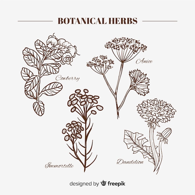 Free vector realistic hand drawn botanical spices and herbs