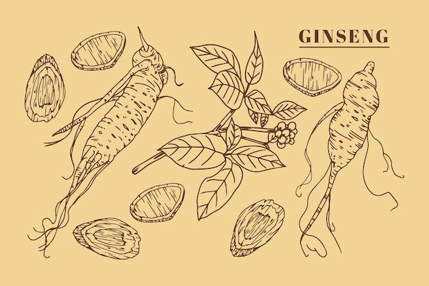 Free Vector realistic hand drawn ginseng plant collection