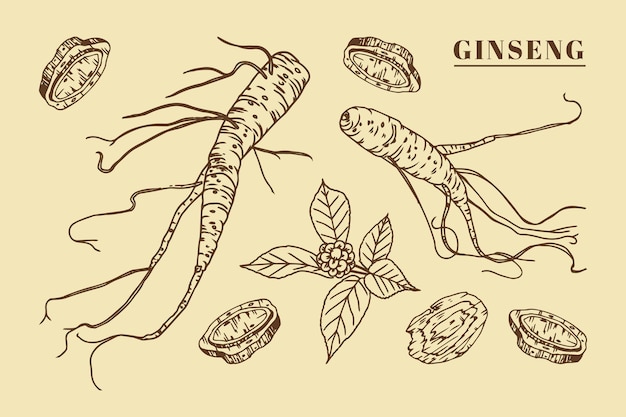 Realistic hand drawn ginseng plant collection