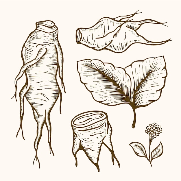 Free Vector realistic hand drawn ginseng plant collection