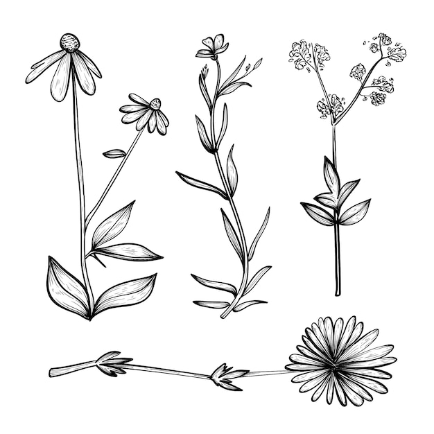 Free Vector realistic hand drawn herbs & wild flowers collection