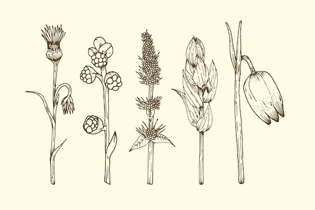 Realistic hand drawn herbs & wild flowers