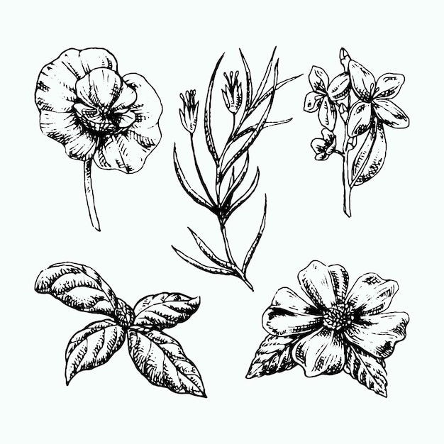 Realistic hand drawn herbs & wild flowers