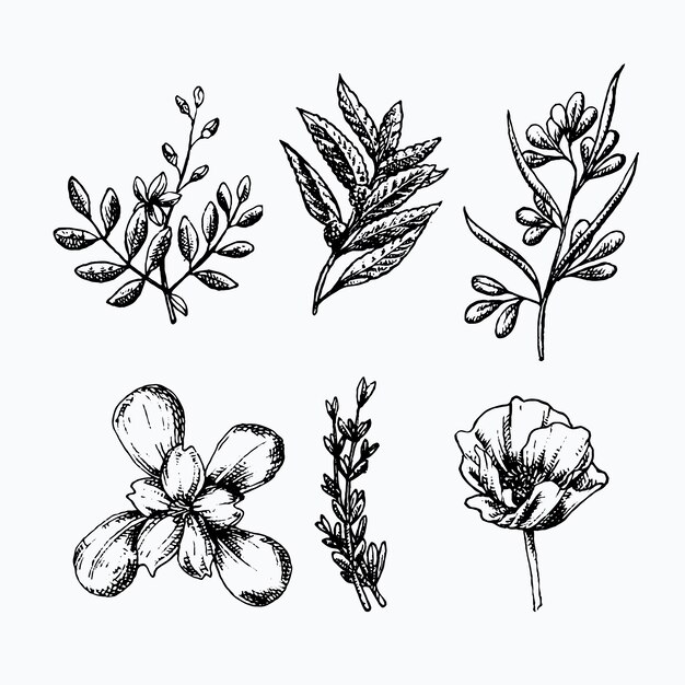 Realistic hand drawn herbs & wild flowers