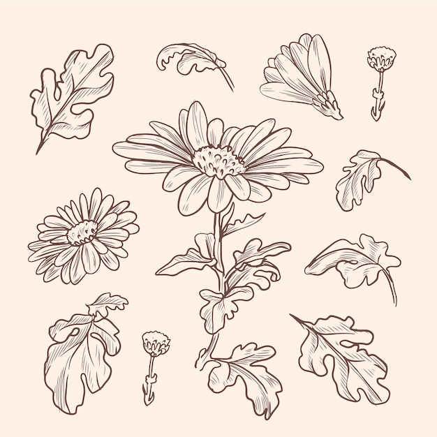 Realistic hand drawn herbs & wild flowers