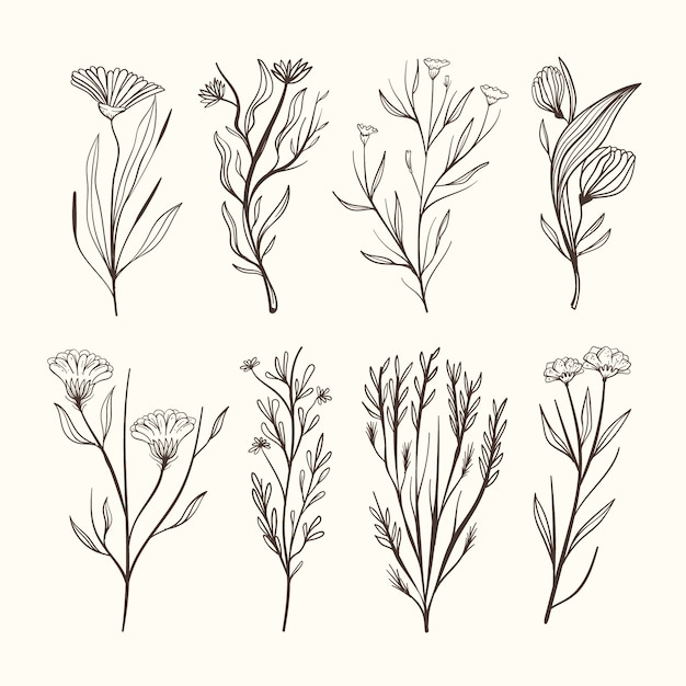 Realistic hand drawn herbs & wild flowers