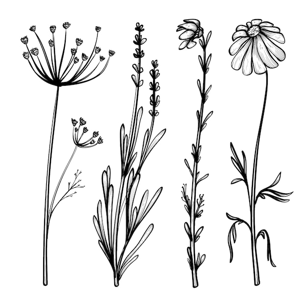 Realistic hand drawn herbs & wild flowers