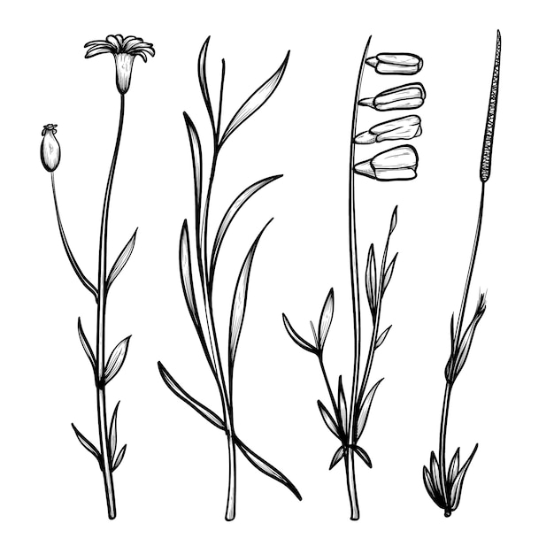 Realistic hand drawn herbs & wild flowers