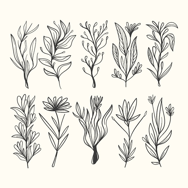 Free Vector realistic hand drawn herbs & wild flowers