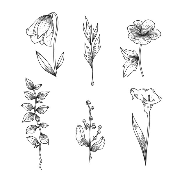 Realistic hand drawn herbs & wild flowers