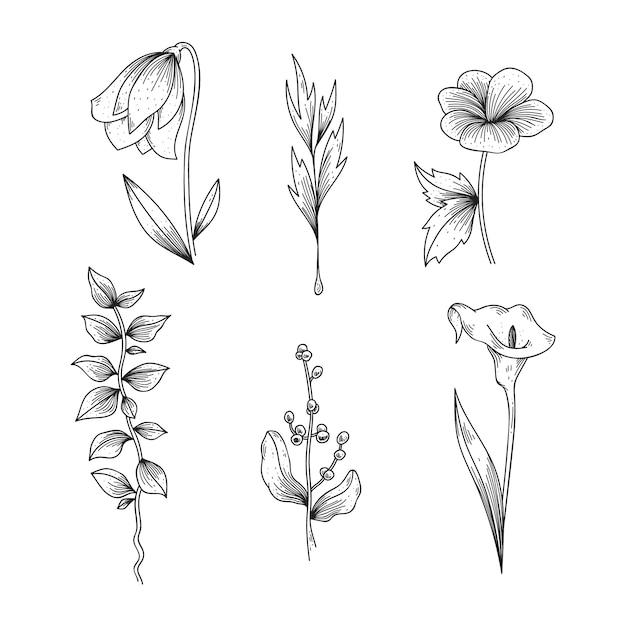 Realistic hand drawn herbs & wild flowers