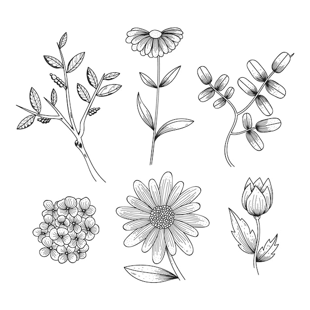 Realistic hand drawn herbs & wild flowers