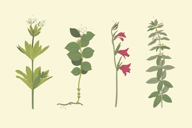 Free Vector realistic hand-drawn herbs & wild flowers