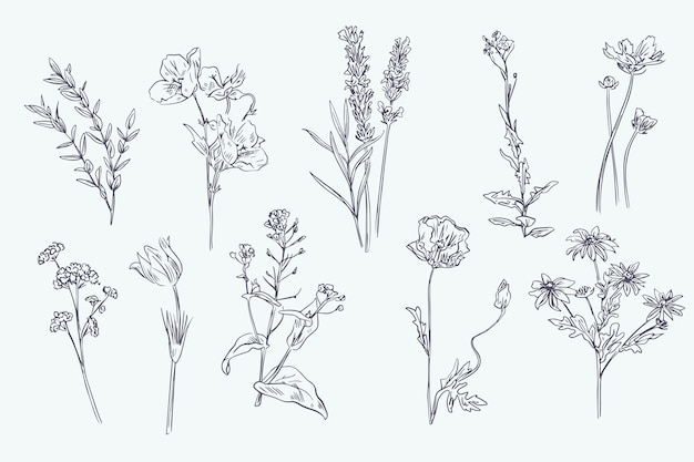 Realistic hand drawn herbs & wild flowers