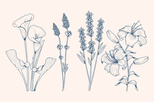 Realistic hand drawn herbs & wild flowers