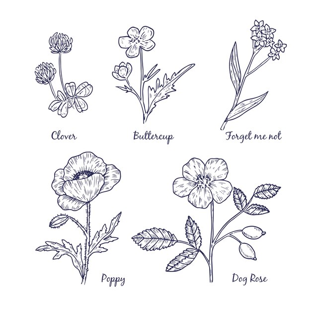 Realistic hand drawn herbs and wild flowers