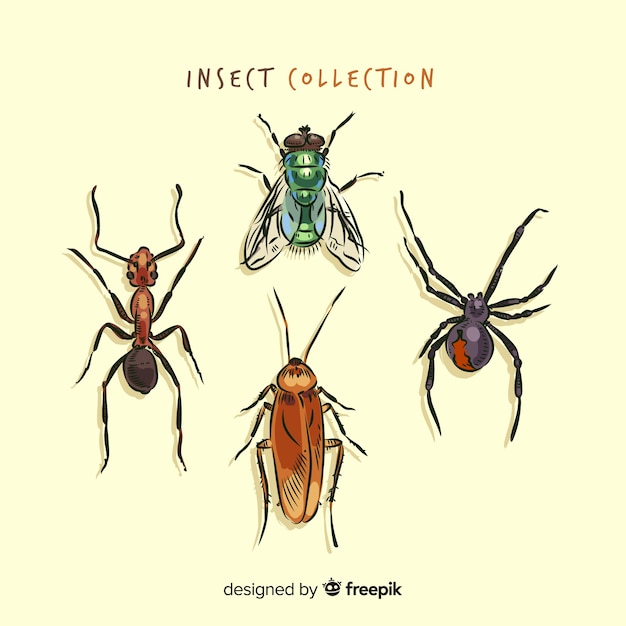 Realistic hand drawn insect collection