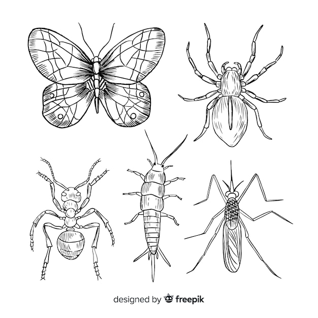 Realistic hand drawn insect collection