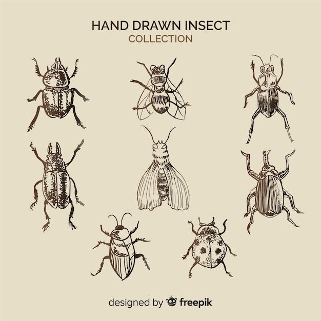 Free Vector realistic hand drawn insects sketch set