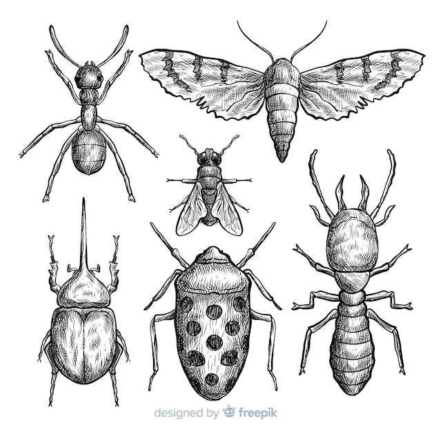 Realistic hand drawn insects sketch set