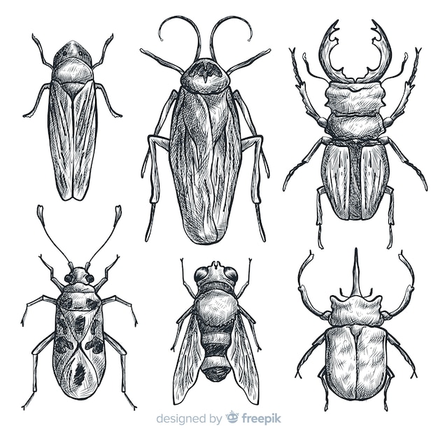 Realistic hand drawn insects sketch set