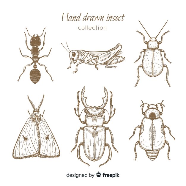 Realistic hand drawn insects sketch set