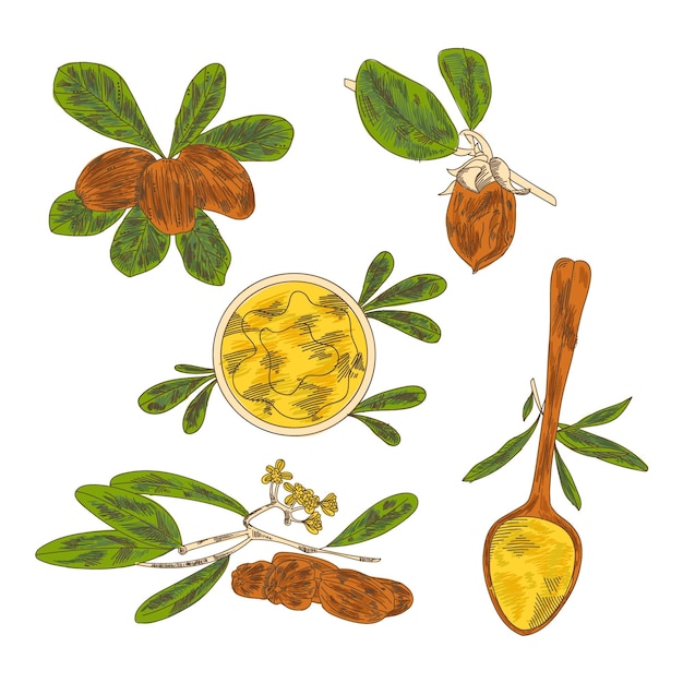 Free Vector realistic hand-drawn jojoba element collection