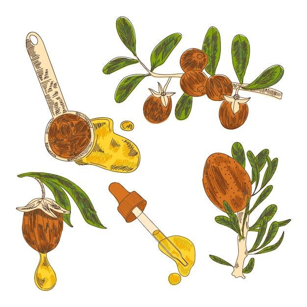 Free Vector realistic hand-drawn jojoba element collection