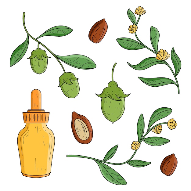 Free vector realistic hand drawn jojoba element collection