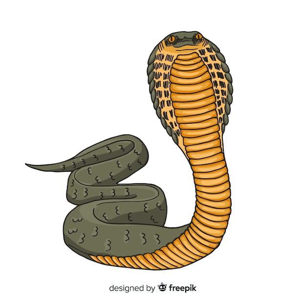 Free Vector realistic hand drawn snake