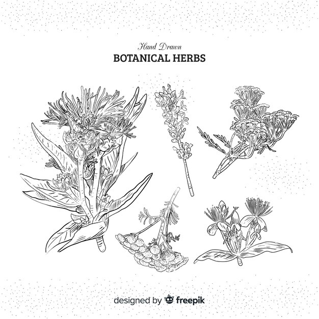 Realistic hand drawn spices and herbs sketches collection