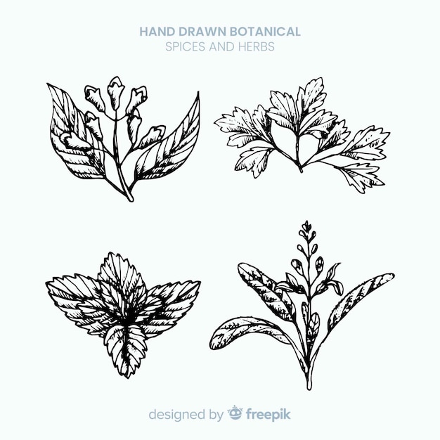 Free Vector realistic hand drawn spices and herbs sketches collection