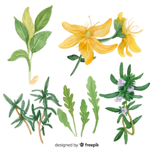 Free Vector realistic hand drawn spices and herbs sketches collection