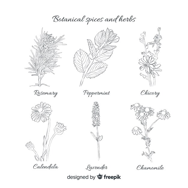 Realistic hand drawn spices and herbs sketches collection