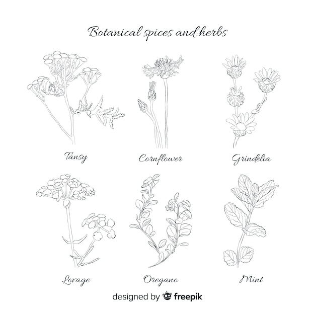 Realistic hand drawn spices and herbs sketches collection