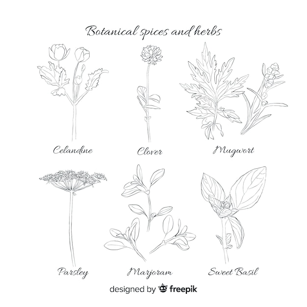 Free Vector realistic hand drawn spices and herbs sketches collection