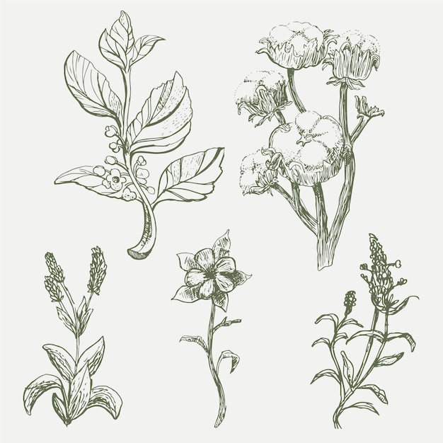 Free vector realistic hand drawn vintage botany flower set