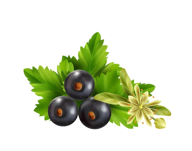 Free Vector realistic herbal tea ingredients with leaves black currant berries and linden flower