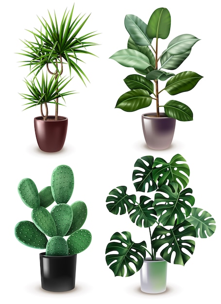 Realistic Houseplant Icon Set