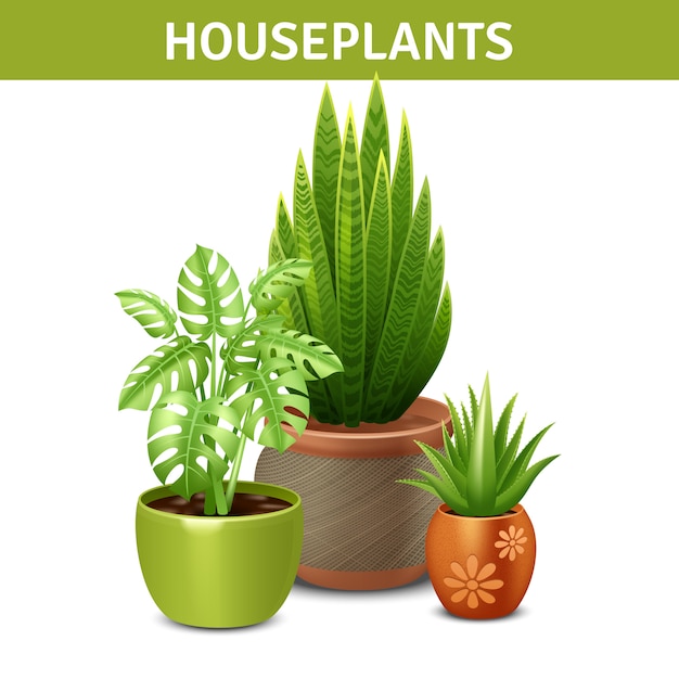 Realistic Houseplants Composition 