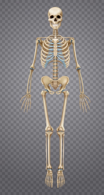 Free vector realistic human skeleton