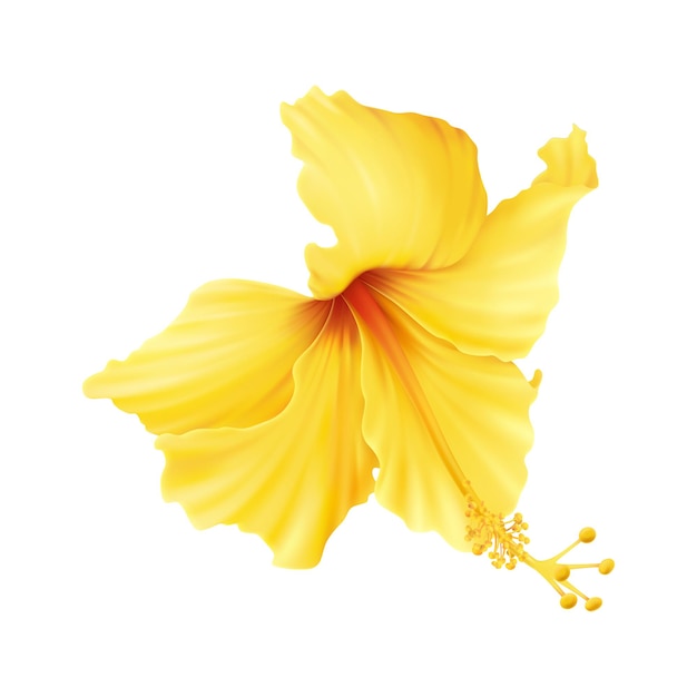 Realistic illustration with beautiful yellow hibiscus flower on white