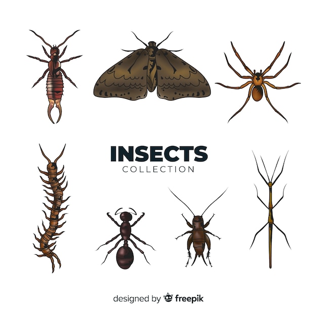 Free Vector realistic insect collection