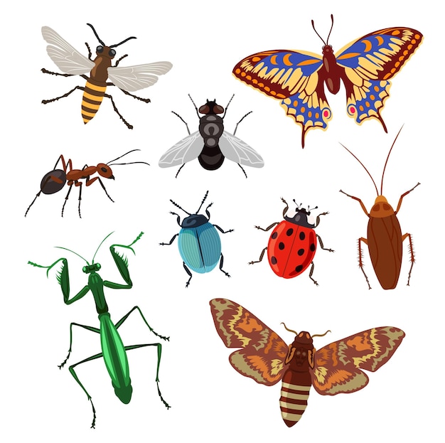 Free Vector realistic insects on white background cartoon illustration set. lady bug, beetle, grub, cockroach, roach, ant, butterfly, bee and grasshopper. agriculture, nature, field pest concept