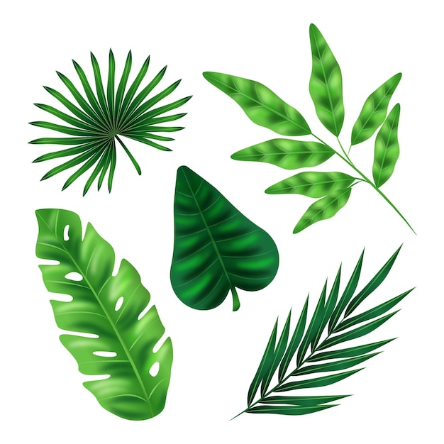 Realistic leaves in various shapes