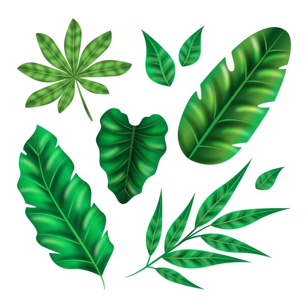 Realistic leaves in various shapes