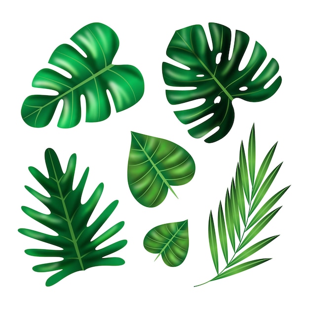 Realistic leaves in various shapes