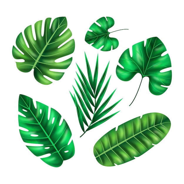 Realistic leaves in various shapes