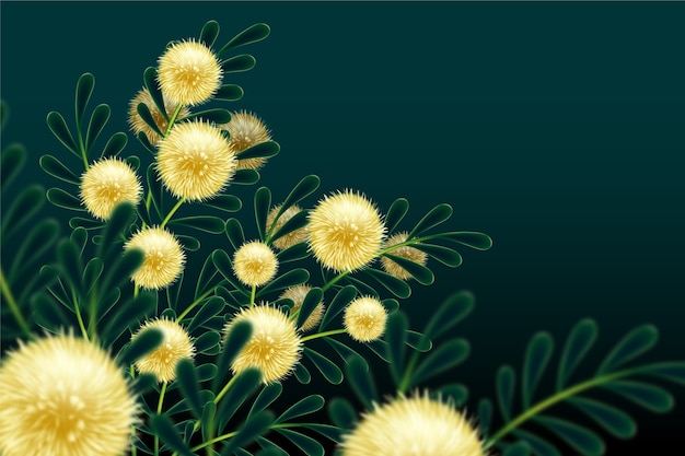 Free Vector realistic mimosa flower illustration